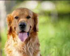 “Seelenmoment”: Eine Frau ging in ein Tierheim, um einen Hund auszuwählen