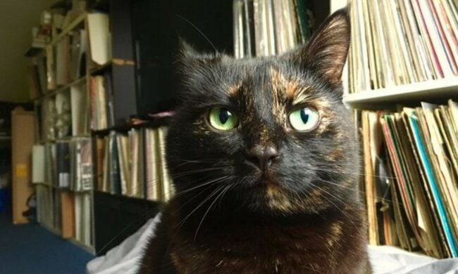 Nette Katze. Quelle: allcatsworld