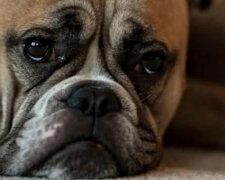 Trauriger Hund. Quelle: Screenshot Youtube