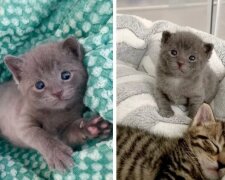 Eine Frau kam ins Tierheim, um drei Kätzchen abzuholen, aber sie konnte ein winziges Baby nicht allein lassen