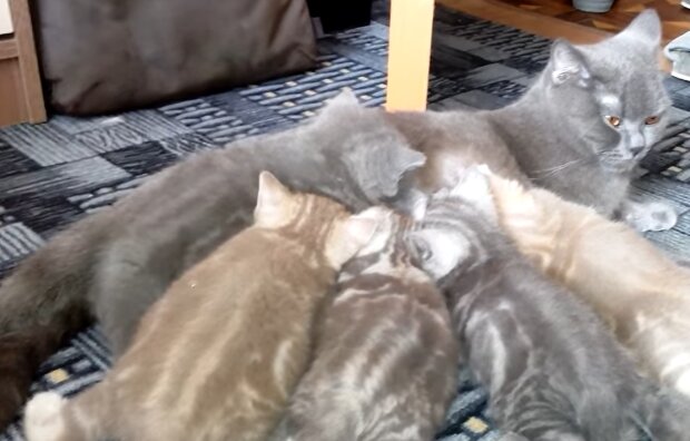 Katzenfamilie. Quelle: YouTube Screenshot