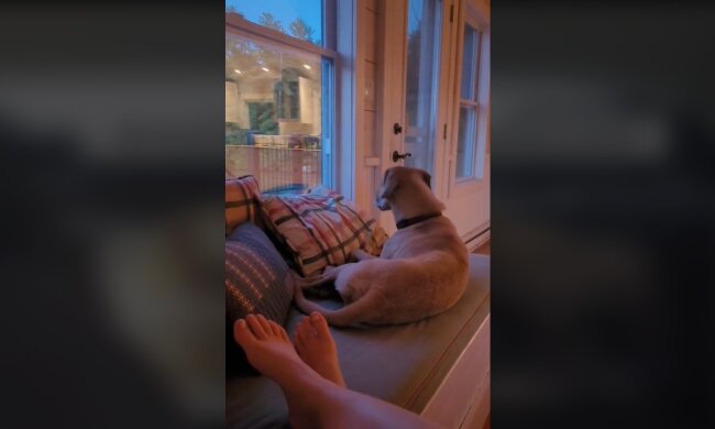 Eine Freiwillige nimmt einen Hund aus dem Tierheim mit in den Urlaub in ein Cottage, um ihm eine wohlverdiente Auszeit zu gönnen