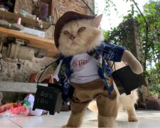 Mode für kleine Freunde: Ein Mann macht lustige Outfits für Katzen