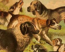 Vor 11 000 Jahren: Welche Hunde es in der Antike gab