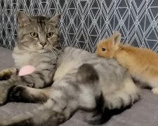 Kätzchen und Kaninchen. Quelle: Youtube Screenshot