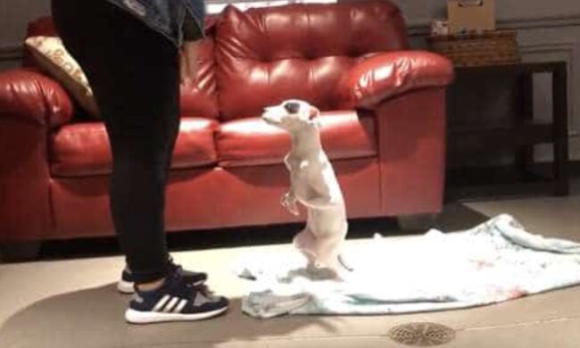 Wie ein Welpe mit fünf Beinen seine Besitzer fand und in sein neues Zuhause ging