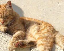Der Besitzer von 110 Katzen wurde aus der Wohnung vertrieben: jetzt suchen Freiwillige nach einem Haus