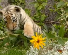 Alles Gute zum Geburtstag: Seltene goldene Tigerbabys wurden in China geboren