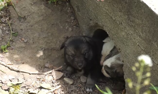 Welpen. Quelle: Youtube Screenshot