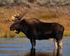 Am Rande der Möglichkeiten: ein 450 Kilo schwerer Elch, der über das Wasser läuft