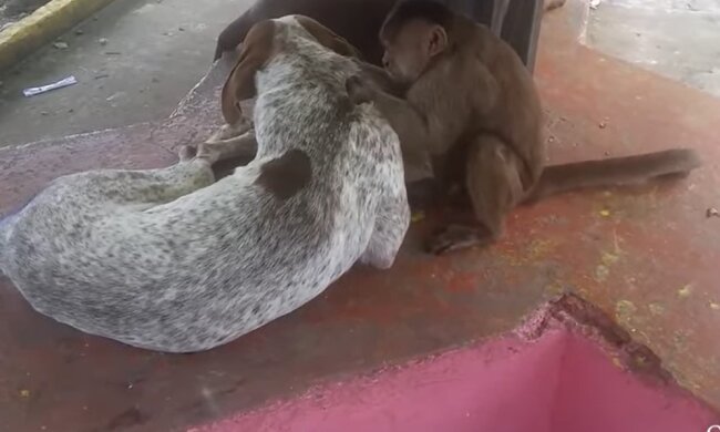 Chef des Rudels: Wie ein Affe zum Oberhaupt der Hunde wurde