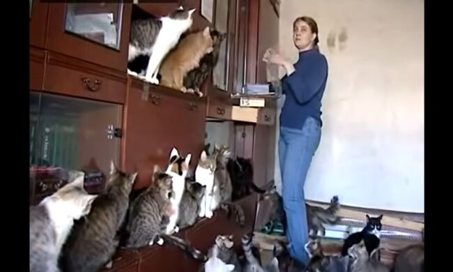 30 Katzen steckten unter den Trümmern eines Hauses: Die Menschen mussten hart arbeiten, um sie zu retten