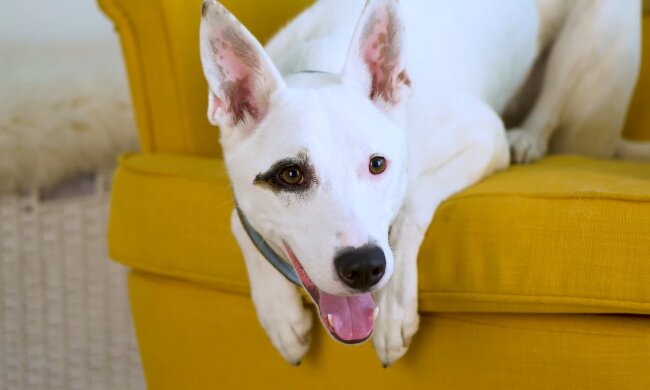 Hündin, die nicht laufen konnte, wurde mit einem Zettel abgegeben: Sie hatte Glück und lebt jetzt ein glückliches Leben