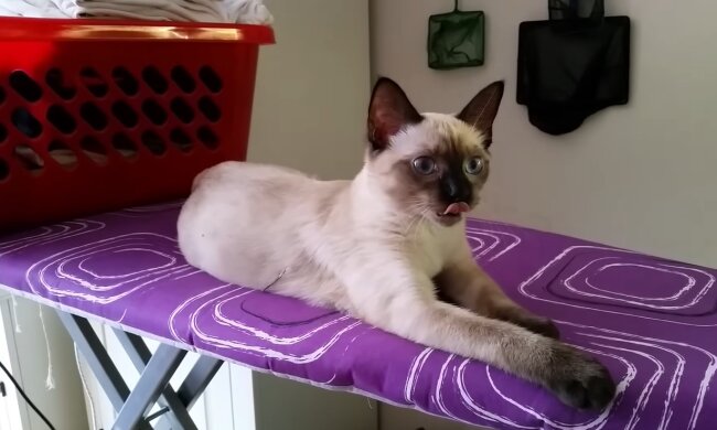 Kiki. Quelle: Youtube Screenshot