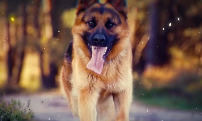 Glückliche Zukunft des Haustieres