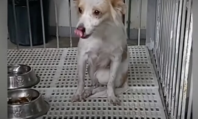 Hund Quelle: Screenshot