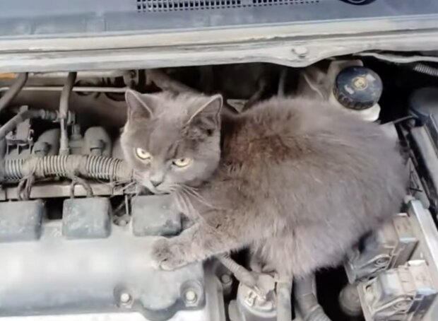 Kätzchen unter der Motorhaube eines Autos. Quelle: Screenshot Youtube