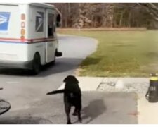 Hund rennt zum Postbotenauto. Foto: Video Screenshot