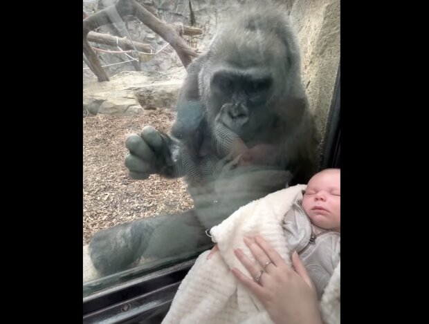 Gorilla und Kind. Quelle: Screenshot YouTube