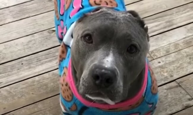 Entzückendes Familienmitglied. Quelle: Screenshot YouTube