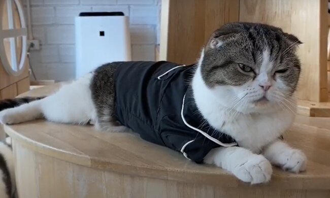 Camilas Katze. Quelle: YouTube Screenshot