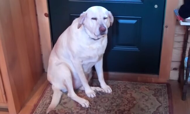 "Hund hat meine 25-Euro-Törtchen zur Geschlechtsbestimmung kaputt gemacht: Ich habe mich geweigert, sie zu bezahlen"