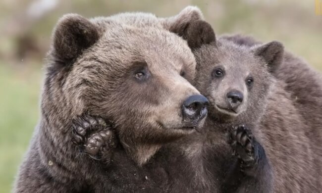 Dankbarkeit ist den Tieren angeboren. Quelle: Screenshot YouTube