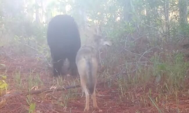 Kojote und Bär. Quelle: YouTube Screenshot