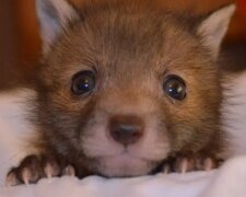 Ein geretteter Fuchs kann ohne ein Teddyhase nicht leben