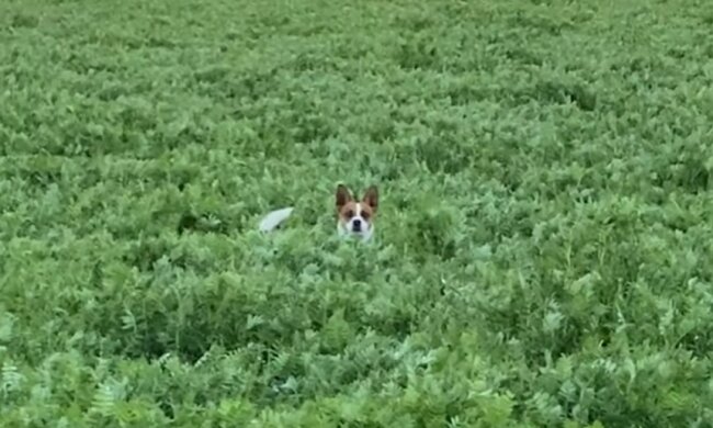 Reinkarnation: Einmal auf das Feld geraten, denkt der Hund jedes Mal, er sei ein Känguru