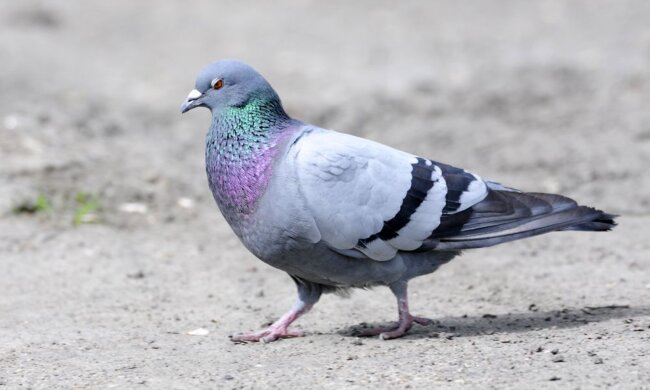 Seit 7 Jahren ist das Bild einer Taube berühmt: Es wurde eine Legende dazu erfunden