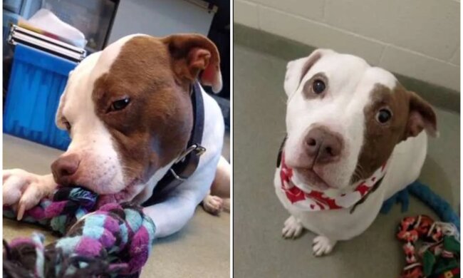 Capone. Quelle: Screenshot Youtube