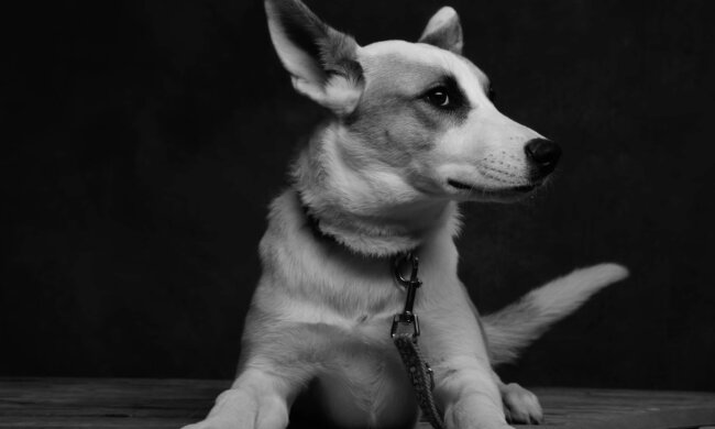 Hunde. Quelle: Screenshot YouTube