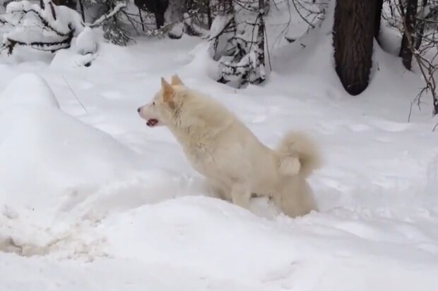 Hund spielt im Schnee. Quelle: Screenshot Youtube