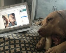 “Er hat es verdient”: Ein Mann hat einen Hund gestohlen, um ihm Leben zu retten