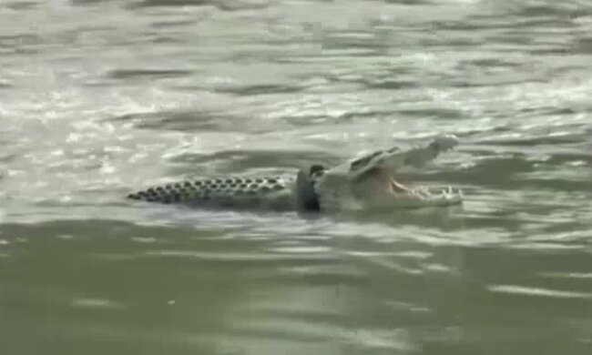 Krokodil mit einem Reifen um den Hals. Quelle: Screenshot Youtube