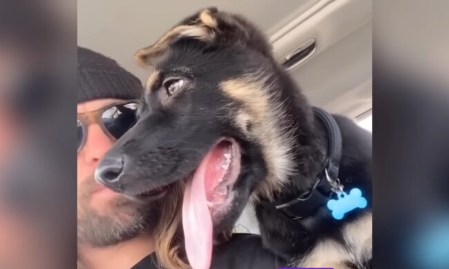 Vier Pfoten, großes Herz. Quelle: Youtub Screenshot