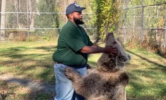 Wieder zusammen: Ein Mann besucht eine verwaiste Bärin, die er einst aufgezogen hat