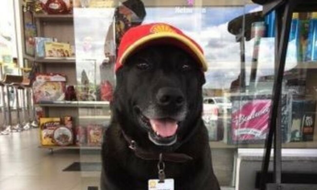 Von der Tankstelle verlassen, bekam der Hund die Arbeit und die Liebe der neuen Besitzer