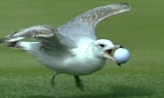 Neugierige Vögel. Quelle: Screenshot YouTube