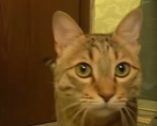 Katze aus Afghanistan. Quelle: YouTube Screenshot