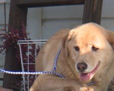 Labrador ist mehr als 90 km weit gelaufen, um von zu Hause zu fliehen