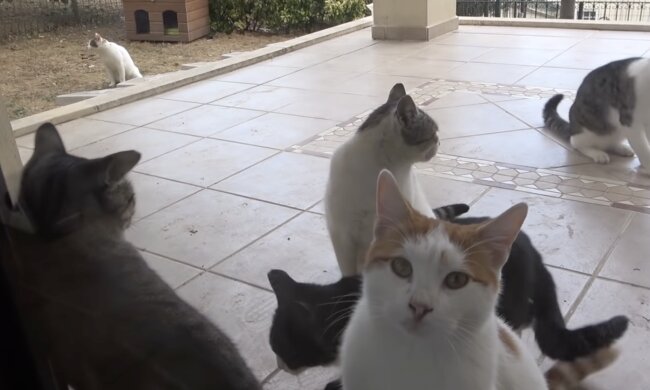 Katzen.  Quelle: Screenshot YouTube