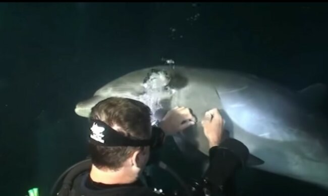 Die Taucher haben nicht damit gerechnet, dass ein Delfin ihnen so nahe kommen würde: Er bat um Hilfe