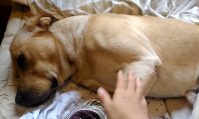 Tierheimhund. Quelle: Youtube Screenshot