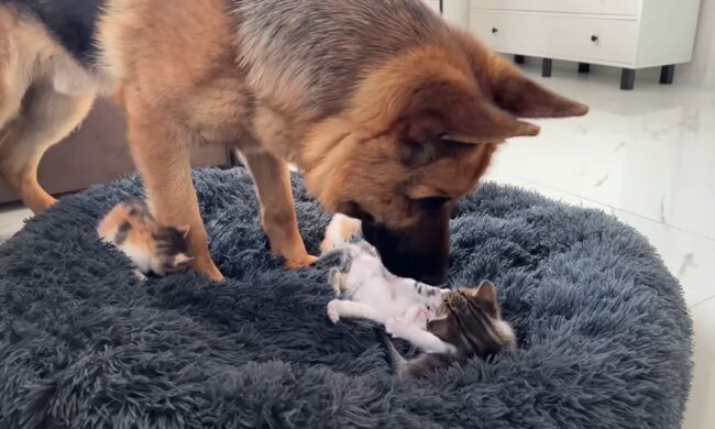 Der Schäferhund. Quelle: Youtube Screenshot