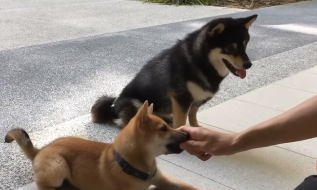 Das Schicksal unzertrennlicher Tiere. Quelle: Screenshot YouTube