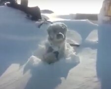 Hund im Schnee. Quelle: Screenshot YouTue