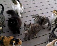 Viele Katzen zu Hause. Quelle: YouTube Screenshot