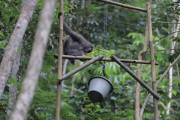 Frau füttert Gibbons im Wald. Quelle: Screenshot Youtube